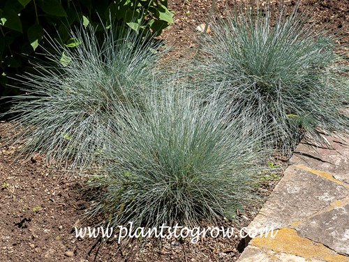 Beyond Blue Fescue (Festuca glauca)